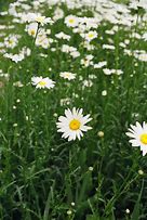 Image result for chrysanthemum_leucanthemum