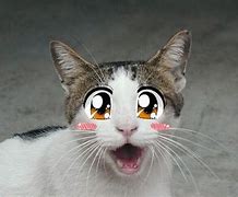 Image result for Cute Cat Meme Template