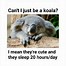 Image result for Koala Jesus Meme