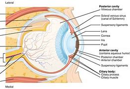 Image result for Blind Spot Retina