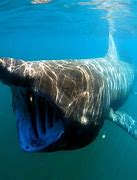 Image result for Biggest and Scariest Shark in the World