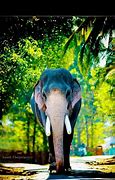 Image result for Kerala Elephant HD