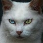 Image result for Cute Cat Eyes