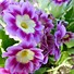 Image result for Primula x pubescens Wedgwood