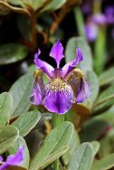 Image result for Iris forrestii