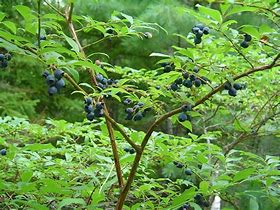 Image result for Vaccinium corymbosum Polaris