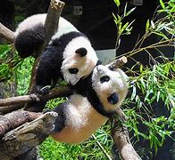 Image result for Ueno Zoo