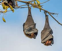 Image result for Indian Fruit Bat