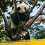 Image result for Panda in Tree