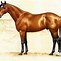 Image result for australia securities horses shows