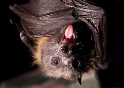Image result for Ugly Vampire Bat