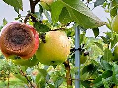 Image result for Rotten Apple NYC