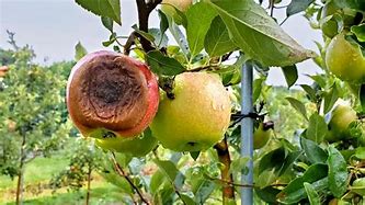 Image result for Rotten Apple Tree