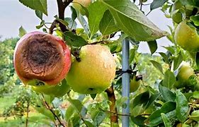 Image result for Rotten Apple Core