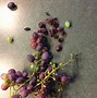 Image result for Grape Grafting