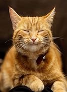 Image result for Orange Cat Smile