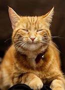 Image result for Orange Cat Smiling