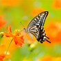 Image result for Butterfly Wallpaper for Laptop Live