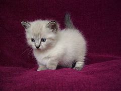 Image result for Munchkin Cat White Babies