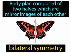 Image result for Bilateral Symmetry Definition