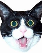 Image result for Awesome Cat Meme