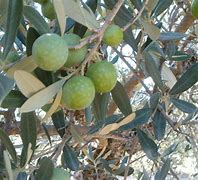 Image result for albarraa