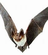 Image result for Cartoon Mexican Bat