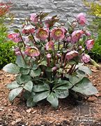 Image result for Helleborus (x) Pink Beauty ®