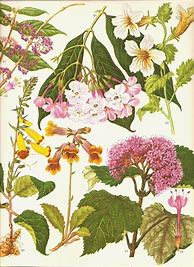Image result for Vintage Botanical Prints