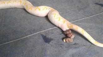 Image result for What Does Snake Poop Look Like