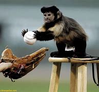Image result for Baseball Dance Monkey