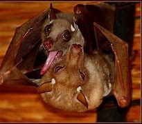 Image result for Bat Tongue