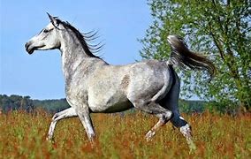 Image result for Fastest Horse Breed