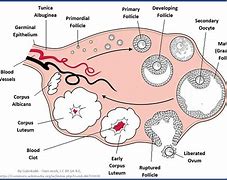 Image result for Ovary Egg Production