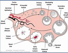 Image result for Inside an Ovary