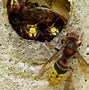 Image result for Flies That Look Like Bees
