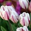Afbeeldingsresultaten voor Tulipa Flaming Flag