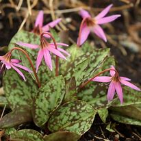 Image result for Erythronium dens-canis Purple King