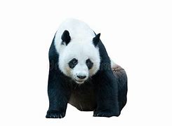 Image result for Giant Panda Bear White Background