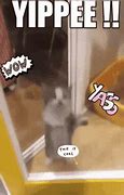 Image result for Yipee Cat Dancing Meme