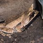 Image result for Horned Frog Front-Facing