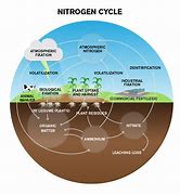 Image result for Soil Nitrogen Cycle