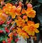 Bildergebnis für Begonia Pendula Cascade -roze-