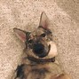 Image result for Cool Dog Mixes