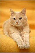 Image result for Ginger Orange Tabby Cat