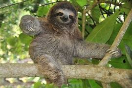 Image result for Space Sloth Wallpaper