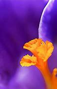 Image result for All Lavender iPhone