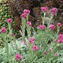 Image result for Antennaria dioica Minima
