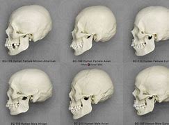 Image result for Different Races Skulls