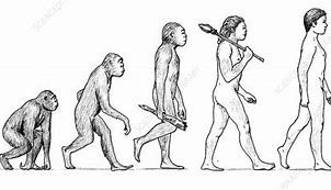 Image result for Evolution of Man Diagram